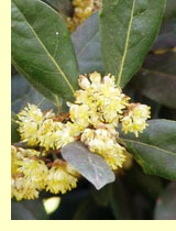Лавр благородный (Laurus nobilis) Лавр благородный (Laurus nobilis)